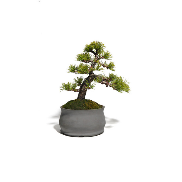 五葉松　-Japanese white pine-　（推定樹齢30年） 詳細画像